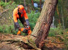 Seasonal Cleanup (Spring/Fall) in Elkhorn, WI