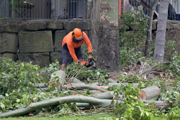 Elkhorn, WI  Tree Services Company