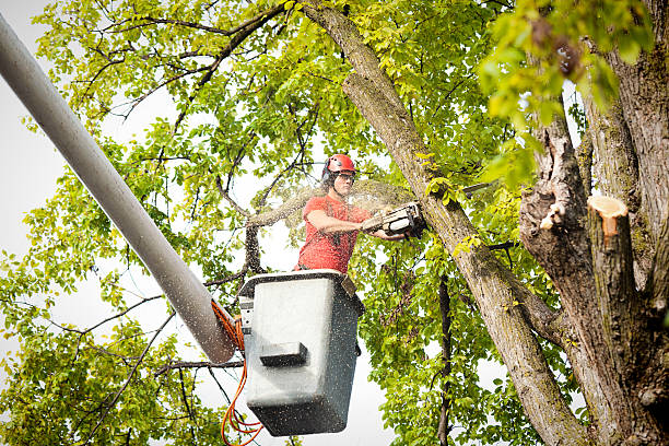 How Our Tree Care Process Works  in  Elkhorn, WI